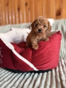 Pudel toy,śliczne kruszynki