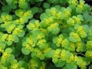 Śledziennica Skrętolistna Sadzonki 7-15cm