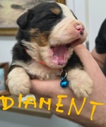 Berneński pies pasterski 