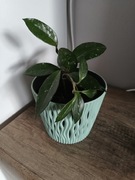 Hoja wraz z doniczką 