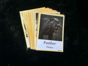 Karty edukacyjne – dzikie zwierzęta PL+EN | 40 kart A6