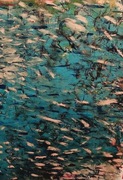 Ławica Obraz na płótnie olej 50x70 