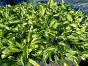 Hosta, funkia mediovariegata