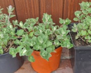 sadzonki kocimiętka 'Walker's Low' Nepeta koci afrodyzjak na komary