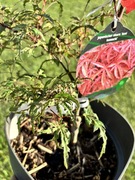 Klon palmowy „Beni Komachi”