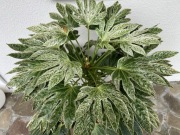 Fatsja Spider’s Web ponad metrowa