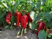 Nasiona papryki NAVIGATOR - 10 nasion