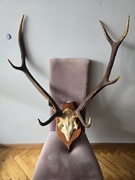 Poroża jelenia na desce