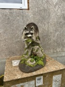 Spreparowany szop pracz