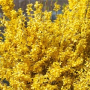Forsythia x intermedia 'Tharandt' Forsycja Tharandt