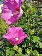 Hibiskus syryjski fioletowy różowy sadzonka w doniczce 