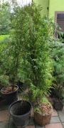 Tuja Brabant żywoplot 150-180cm
