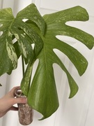 Monstera white monster