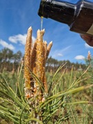 Syrop sosnowo-miodowy–Zero cukru! Tylko Miód i pędy sosny. Kaszel 250 ml