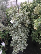 Hortensja pnąca Silver Lining. Ogromna sadzonka