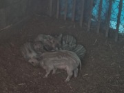 Sprzedam prosięta mangalicy