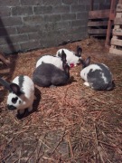 Sprzedam króliki  olbrzym niebieski srokacz. 