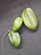 Hoya erythrina Kedah Peak - sadzonka cięta