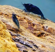 10+1 krewetki Blue Velvet Niebieskie! GRATISY!