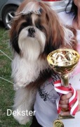 Wystawowe Szczeniaczki shih tzu !