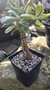 Grubosz Crassula Hummel's Ghost