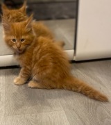 Kocięta Maine Coon