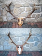 Poroże Jelenia Czaszka Deska Do Zawieszenia