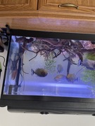 Piranie naterera 7sztuk i 8zbrojnikow