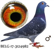 Samiec BELG Daleki Dystans Oryg. Vanestra Rigole Linia BRONZO