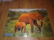 Vibo & Vit Gazetka nr 1 gazeta dla dzieci plakat słonie duży