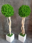 Drzewko  szczęścia z mchem chrobotek 