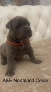 American Bully XL - Boy- Blue 