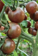 pomidor Chocolate Cherry nasiona kolekcjonerskie