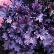 Heuchera Zurawka Forever Purple don C1