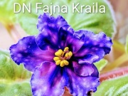 Fiołek afrykański sadzonka DN Fajna Kraila 
