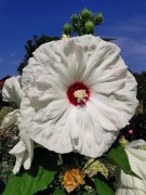 Hibiskus bagienny Biały - olbrzymi kwiat 