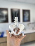 Model anatomiczny miednicy