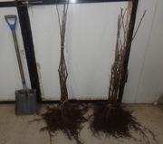 Drzewka leszczyny Producent/Szkółka 