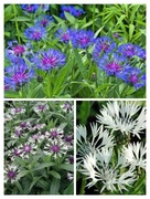 Chaber górski mix różowy niebieski biały wieloletni sadzonki 