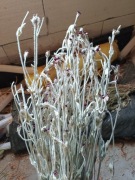 Firletka naturalna suszona trawy  kwiaty bukiety 