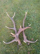 Poroże 3 sztuki zrzut jelenia łosia łoś jeleń