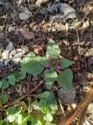 Jasnota purpurowa 1 sadzonka 