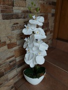 Storczyk gumowy w plastikowej donicy 