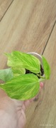 Epipremnum Teruno Robin 