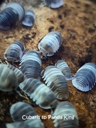 Isopody cubaris sp Panda King 15szt
