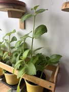 Oregano kubańskie,mięta kubańska - czteropędowa sadzonka