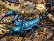 Heterometrus silenus duże łagodne skorpiony dla początkujących