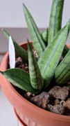Zestaw sansevieria 