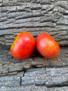 ROSA DE BARBASTRO/Pomidor Kolekcjonerski 76