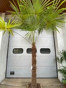 Palma Trachycarpus Fortunei Mrozoodporna 